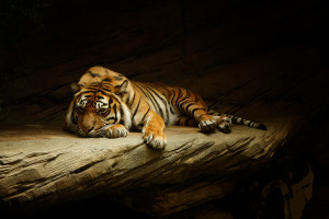 _MG_3066_ed